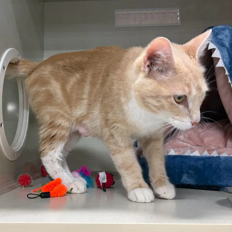 An adult medium-sized female Buff / Tan / Fawn Domestic Short Hair cat named Don't Feed Phil Day for adoption in St. Paul, MN