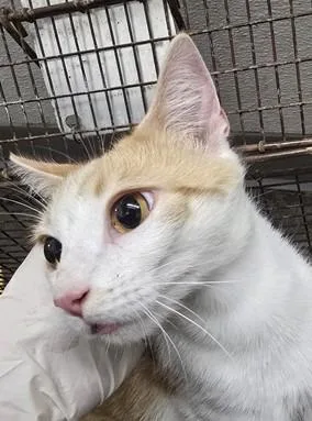 A young large-sized female Domestic Short Hair cat named Luz for adoption in Los Angeles, CA