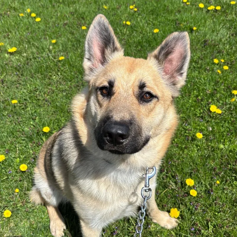 An adult medium-sized male Yellow / Tan / Blond / Fawn Shepherd dog named Hampton for adoption in Brookfield, WI