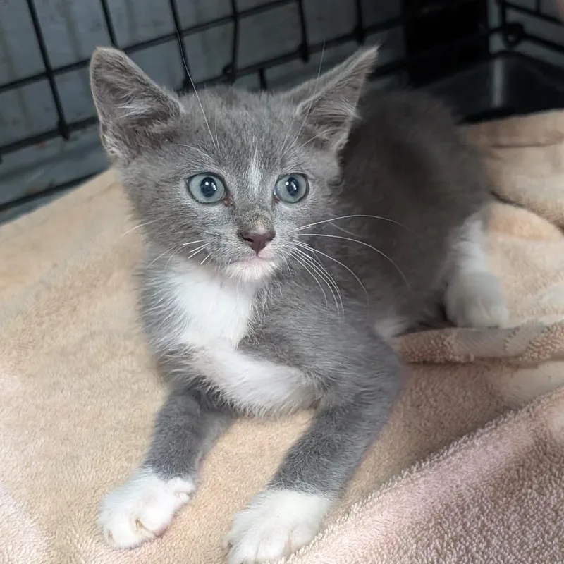 A baby small-sized male Gray / Blue / Silver Domestic Short Hair cat named CAJCStray_ for adoption in Jefferson city, TN
