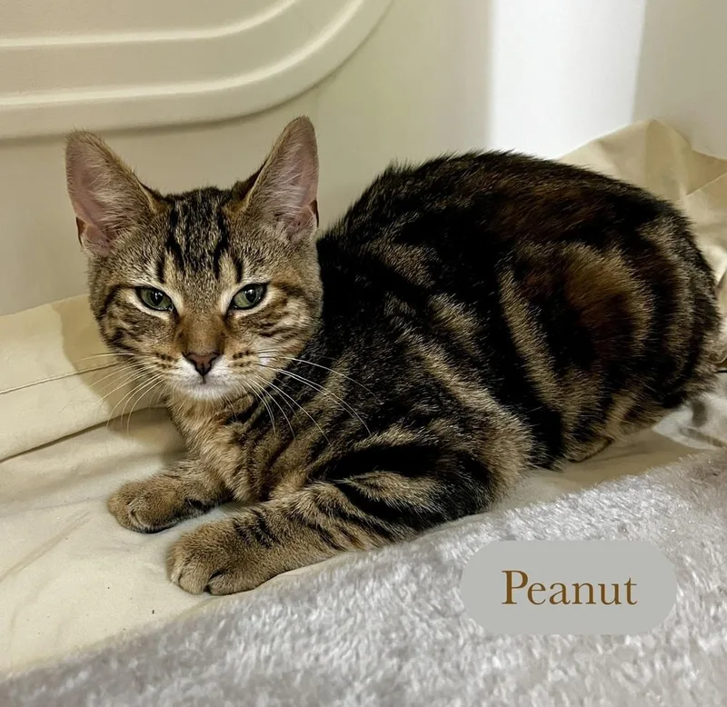 A baby small-sized female Brown / Chocolate Domestic Short Hair cat named Peanut for adoption in Chalfont, PA