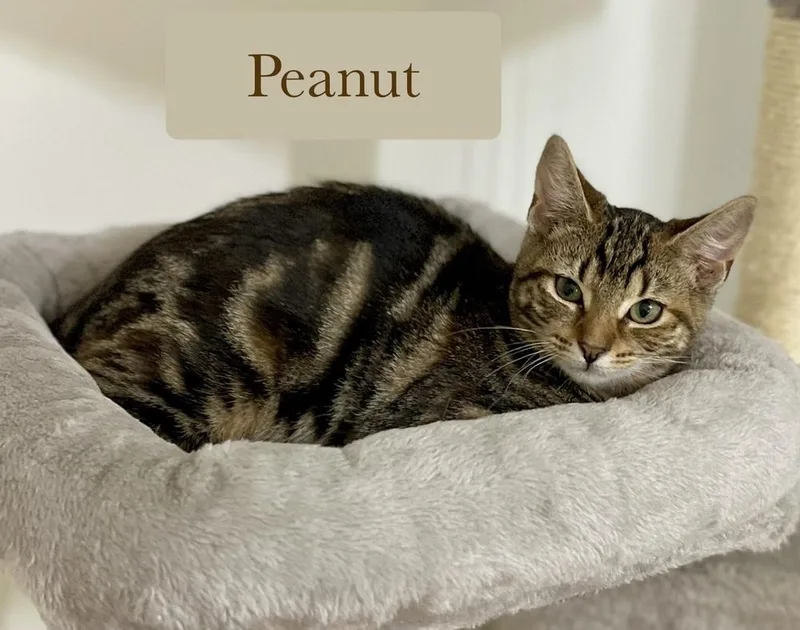 Peanut thumbnail 2