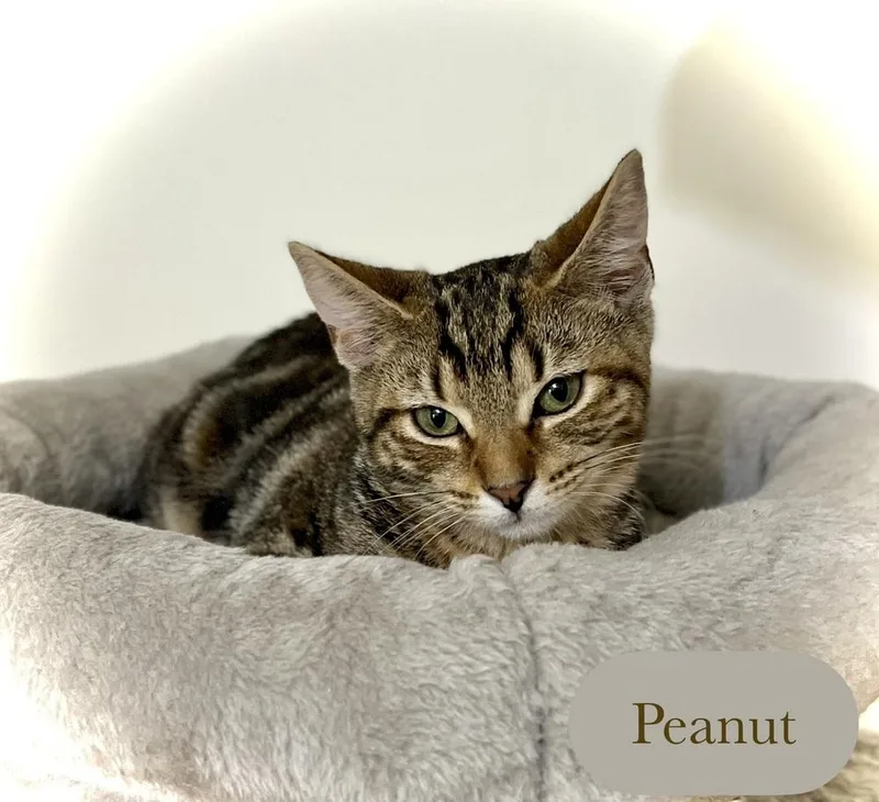 Peanut thumbnail 4