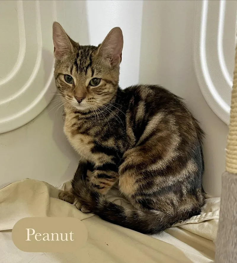 Peanut thumbnail 5