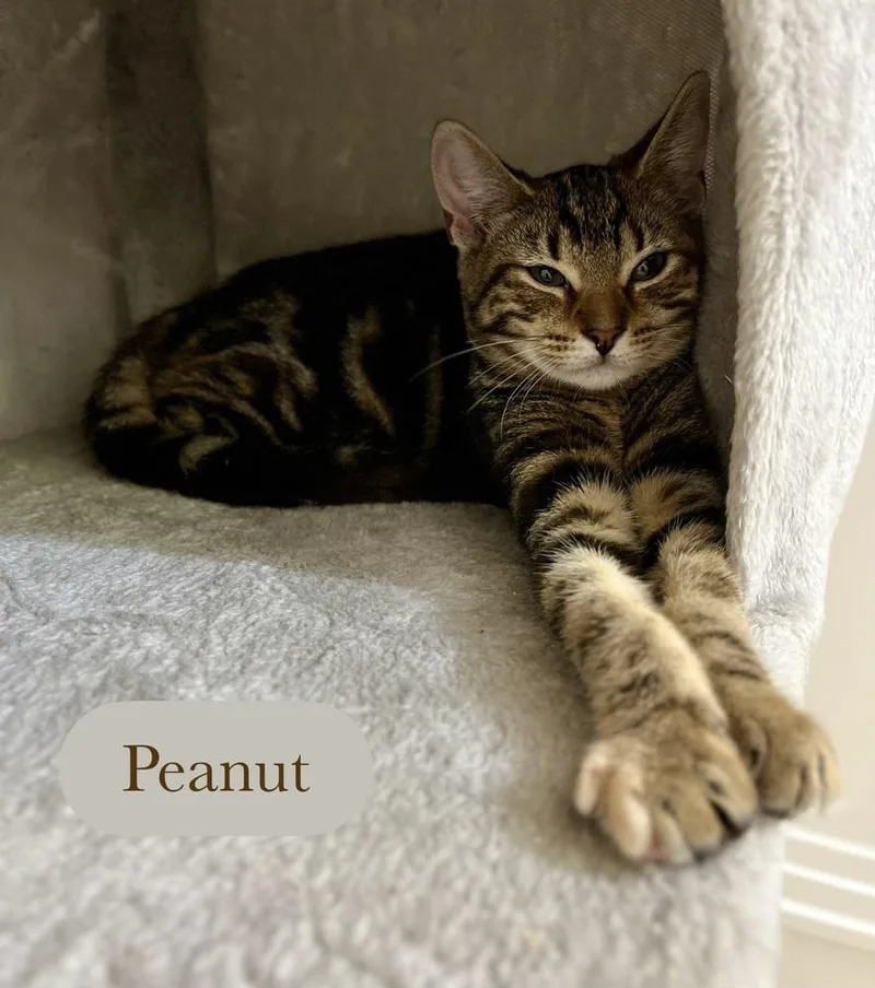 Peanut thumbnail 6