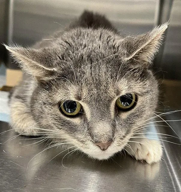 A senior large-sized female Gray / Blue / Silver Domestic Short Hair cat named Misty for adoption in Tavares, FL