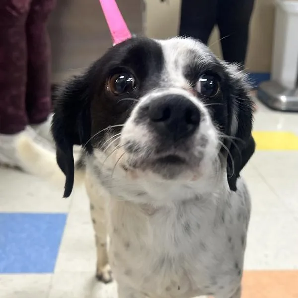 An adult small-sized male Chihuahua dog named Max for adoption in Sioux City, IA