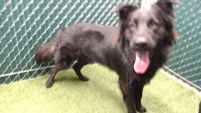 A young medium-sized male Labrador Retriever dog named Kodiak for adoption in Downey, CA