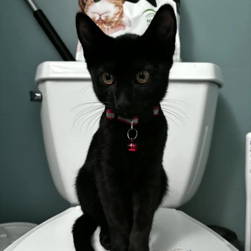 A baby small-sized male Black Domestic Short Hair cat named Apple Farm for adoption in Westminster, CA