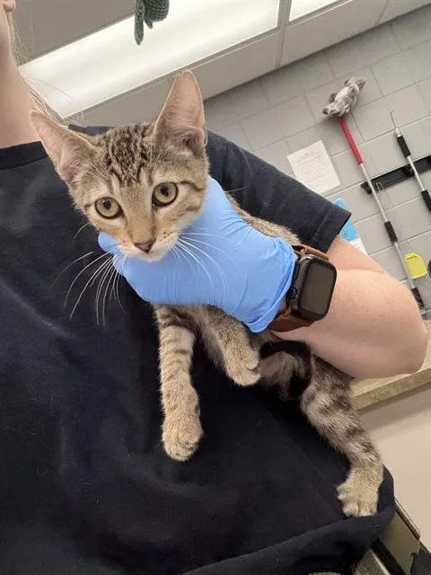 A baby small-sized male Domestic Short Hair cat named Antinous for adoption in Omaha, NE