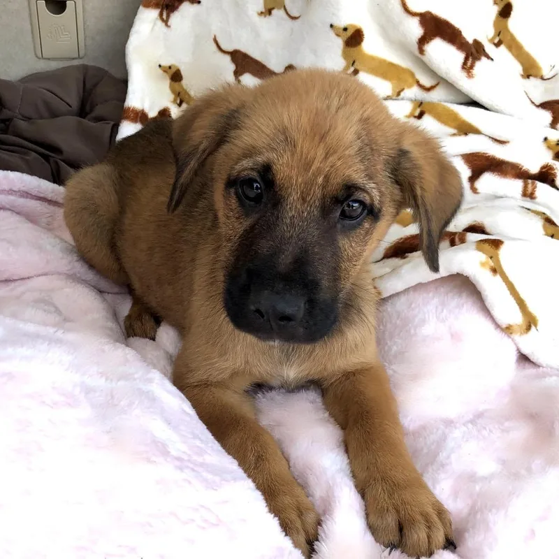 A baby medium-sized male Bicolor Labrador Retriever dog named Carter for adoption in Conroe, TX