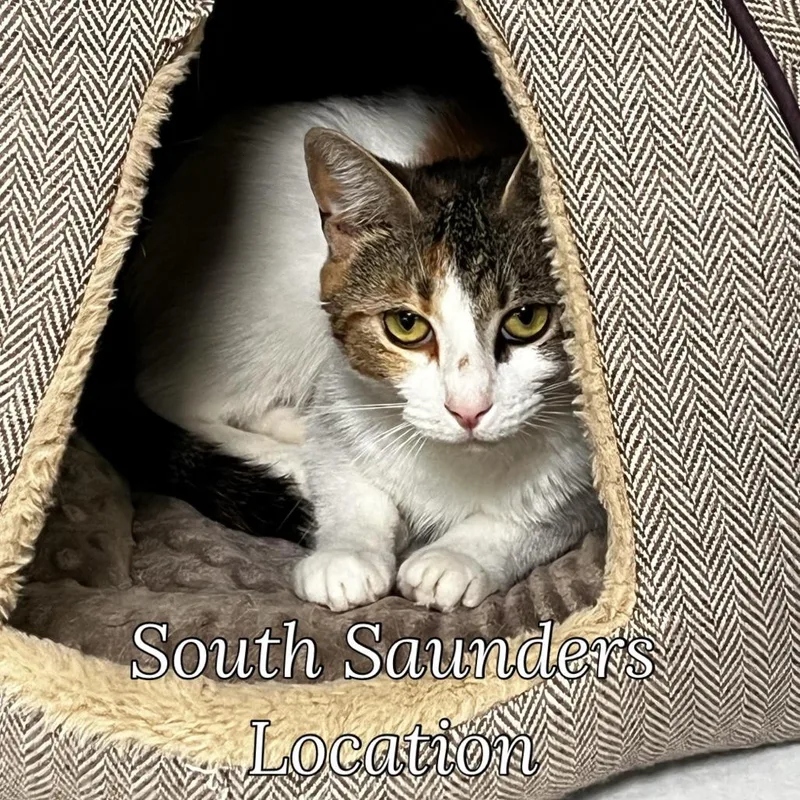 An adult medium-sized female Calico Domestic Short Hair cat named Malice for adoption in Raleigh, NC