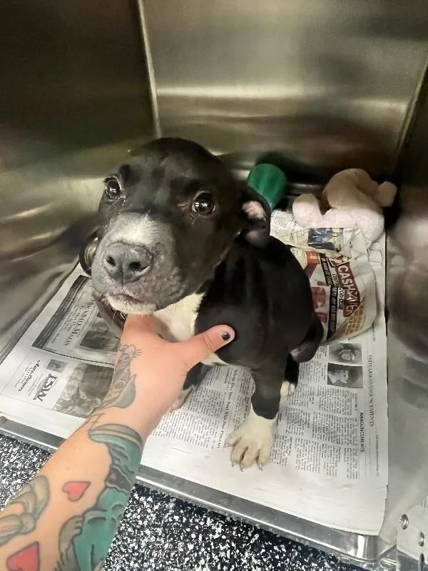 A young large-sized male Black Pit Bull Terrier dog named Beowoof for adoption in Jackson, TN