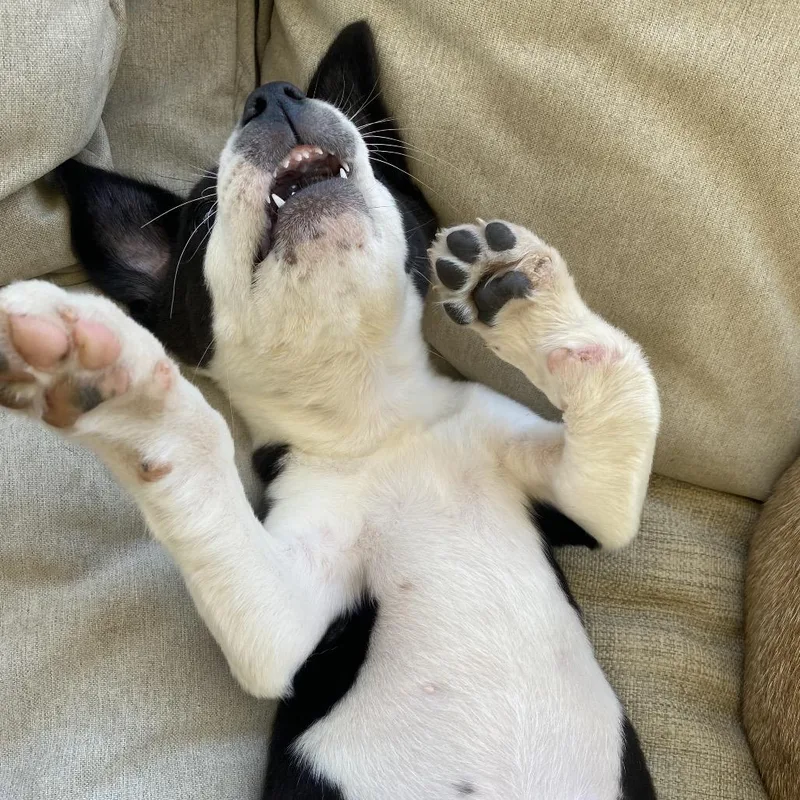 A baby medium-sized female Black Border Collie dog named Asia for adoption in Escondido, CA