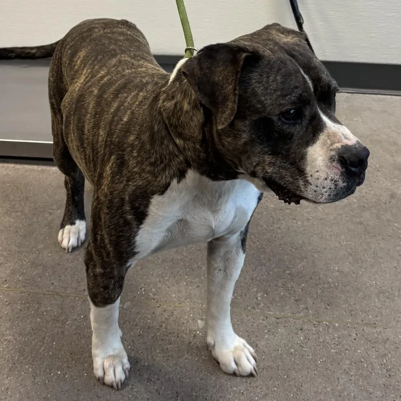 A senior large-sized male Gray / Blue / Silver Mixed Breed dog named Buddy  Paws for adoption in Las Cruces, NM