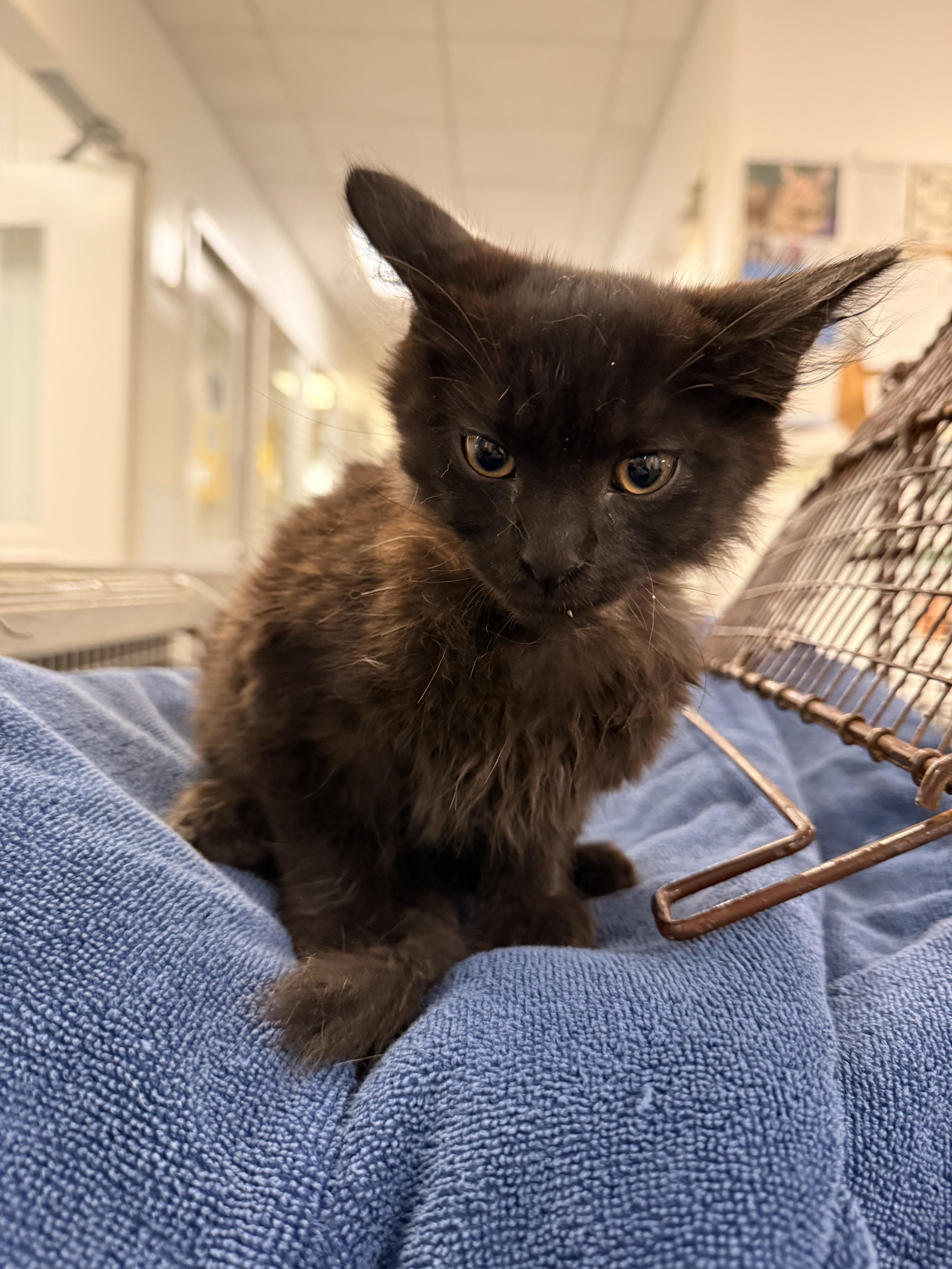 A baby small-sized female Domestic Short Hair cat named Arnold for adoption in Los Angeles, CA
