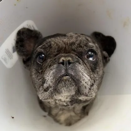 A young small-sized female French Bulldog dog named CookieCutter for adoption in Sacramento, CA