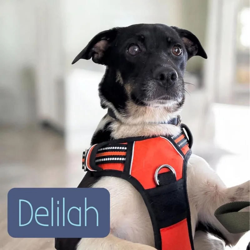An adult medium-sized female Terrier dog named Delilah for adoption in Camden, TN
