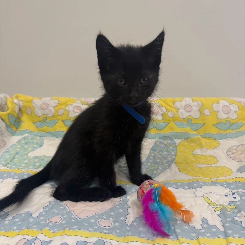 A baby small-sized male Black Domestic Short Hair cat named Kai for adoption in Houston, TX