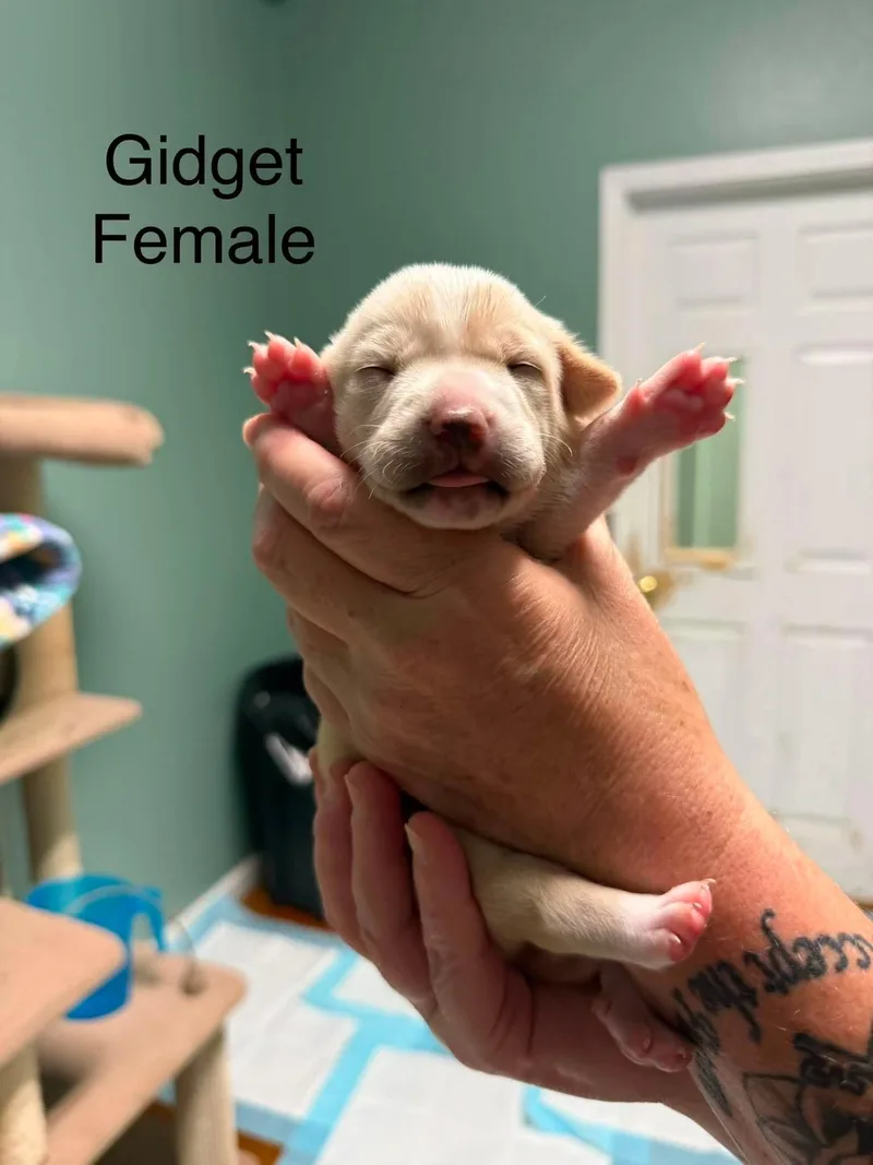 A baby small-sized female Corgi dog named Gidget for adoption in Elkton, MD
