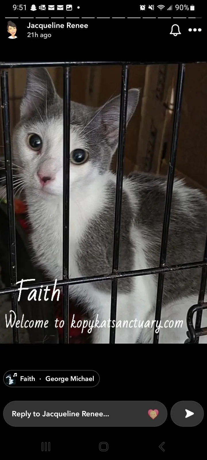 A baby medium-sized female Gray & White Domestic Short Hair cat named Faith for adoption in Delmont, PA