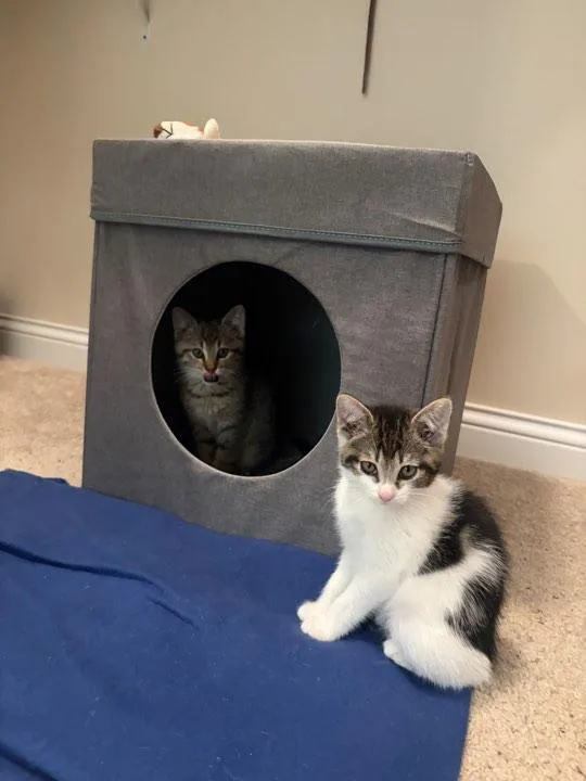 A baby small-sized female White Domestic Short Hair cat named Harriette for adoption in Indianapolis, IN