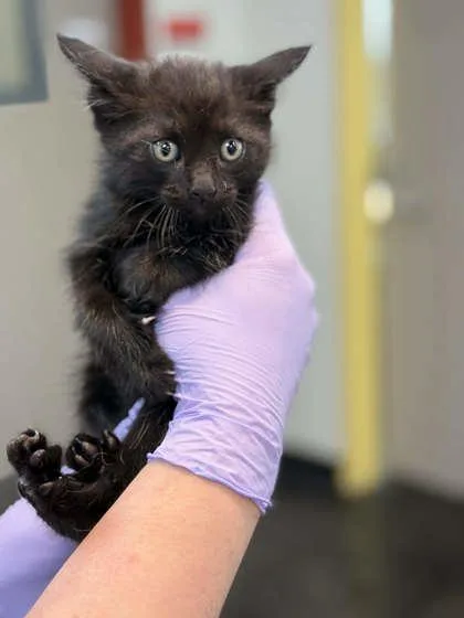 A baby small-sized male Domestic Short Hair cat named Sooty for adoption in Memphis, TN