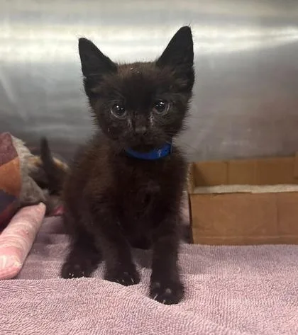 A baby small-sized male Domestic Short Hair cat named Spinach for adoption in Hobart, IN