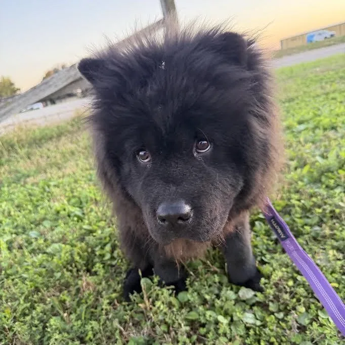 A young large-sized male Chow Chow dog named Riot for adoption in Blue Earth, MN