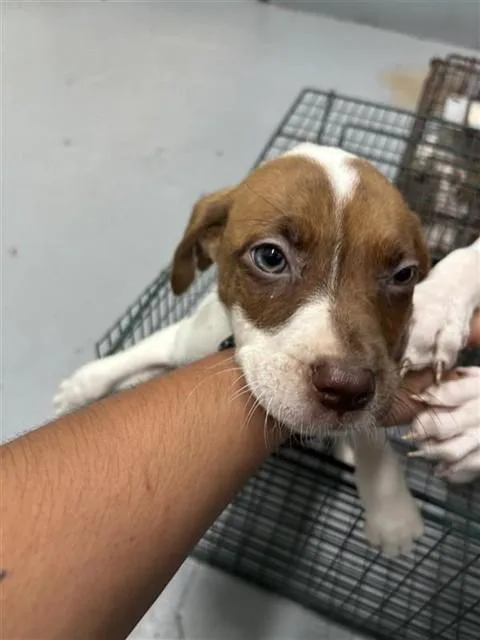 A baby small-sized female Pit Bull Terrier dog named Corinne for adoption in Corpus Christi, TX