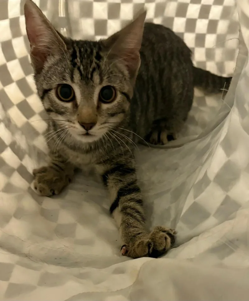 A baby medium-sized female Tabby (Brown / Chocolate) Domestic Short Hair cat named Gigi for adoption in Lincoln, NE