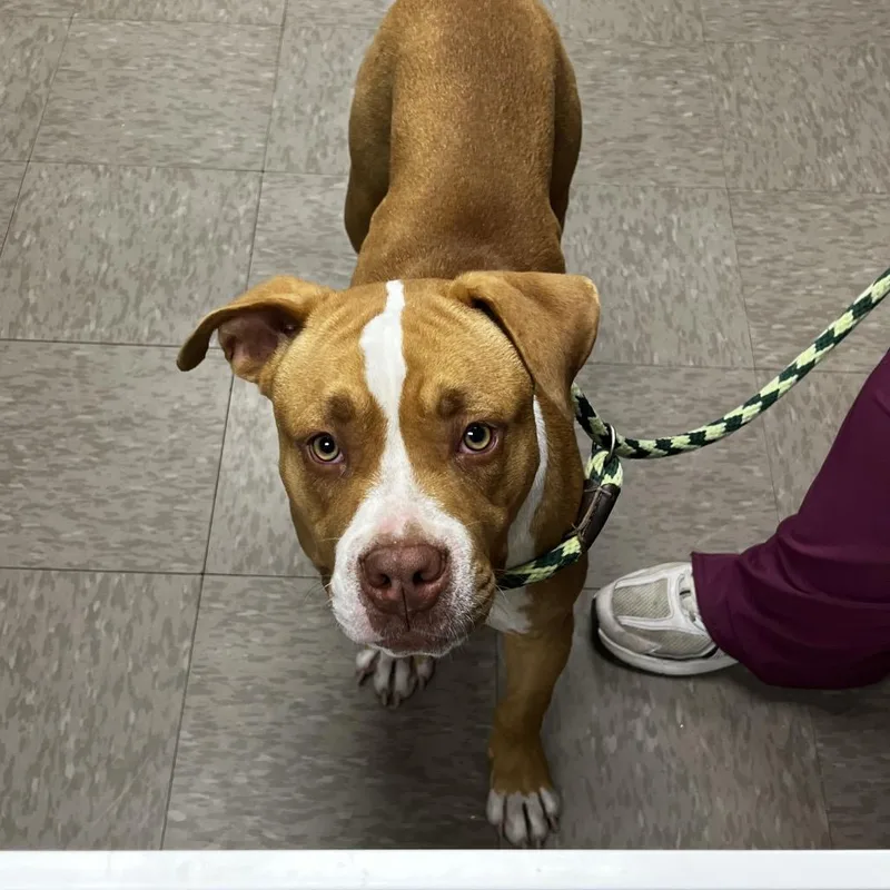 A young medium-sized male Red / Chestnut / Orange Pit Bull Terrier dog named Doyle for adoption in Birmingham, AL