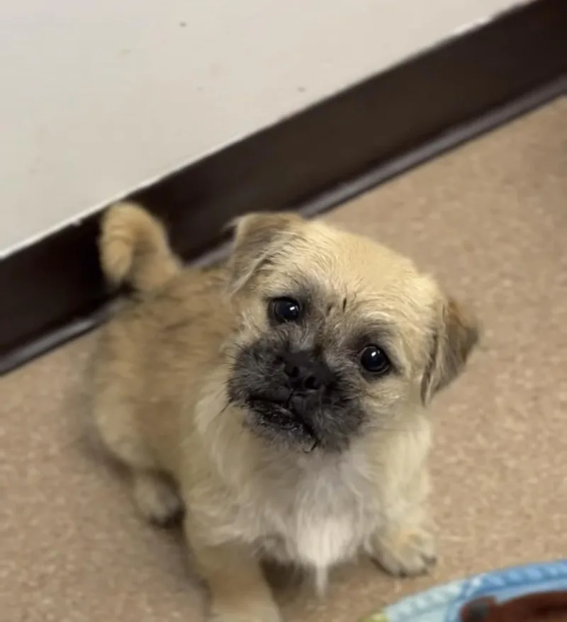 A baby small-sized female Brussels Griffon dog named Grace for adoption in Copiague, NY