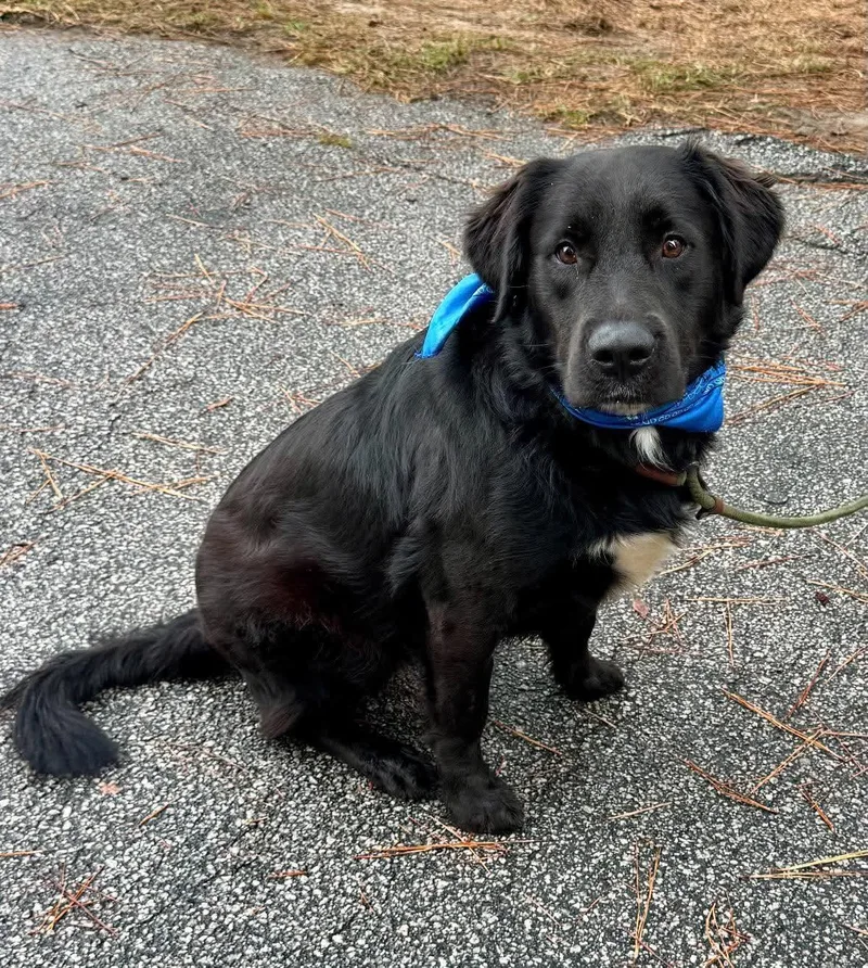 An adult large-sized male Black Flat-Coated Retriever dog named Tank for adoption in Sumter, SC