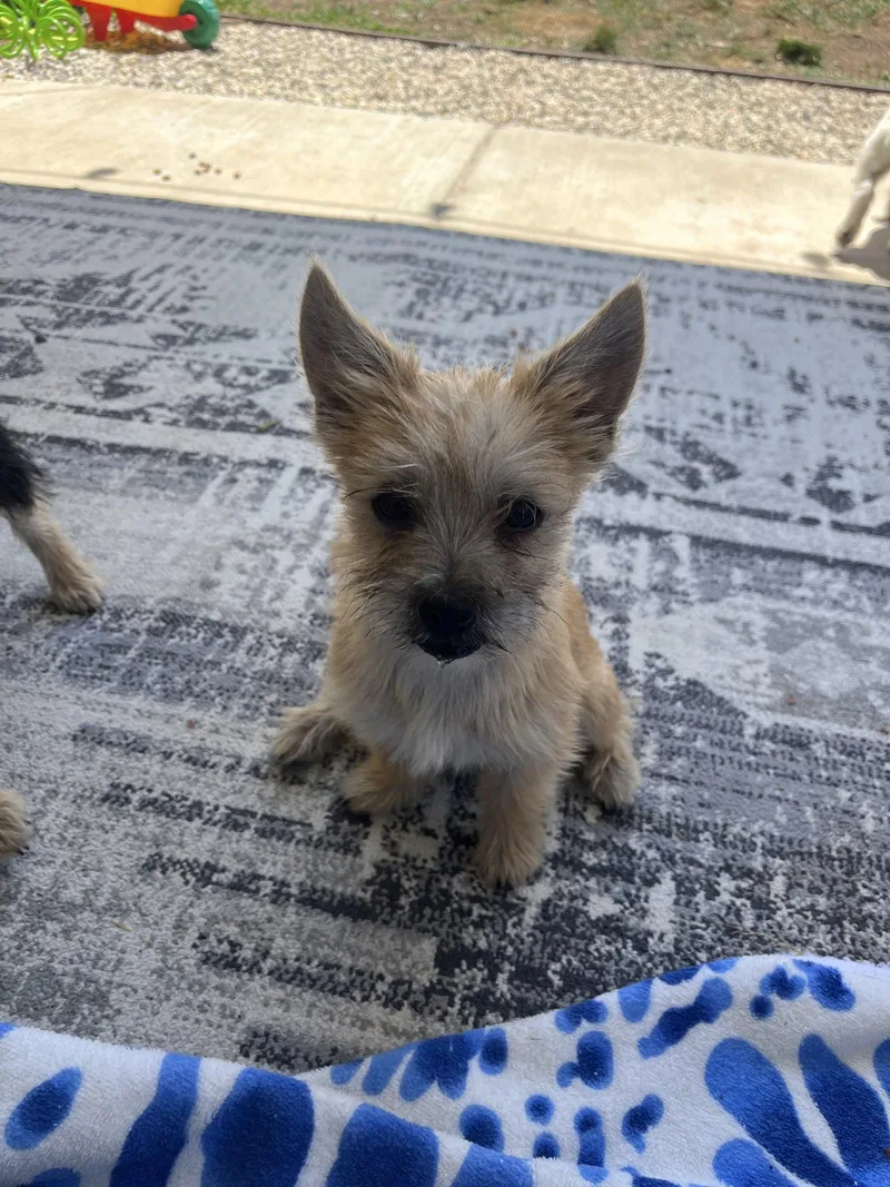 A young small-sized female Terrier dog named Regina for adoption in Sunnyvale, CA