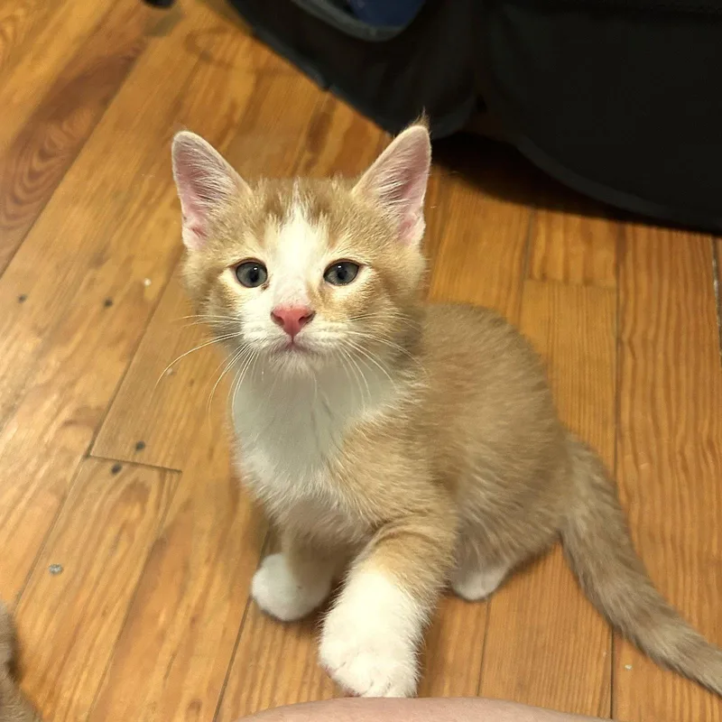 Prince Humperdinck Aka Monkey