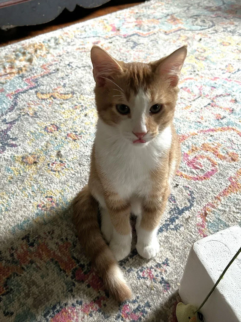 Prince Humperdinck Aka Monkey thumbnail 2