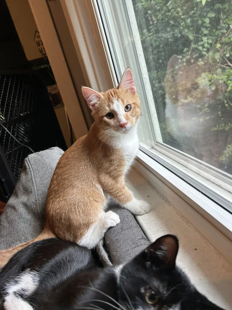 Prince Humperdinck Aka Monkey thumbnail 3