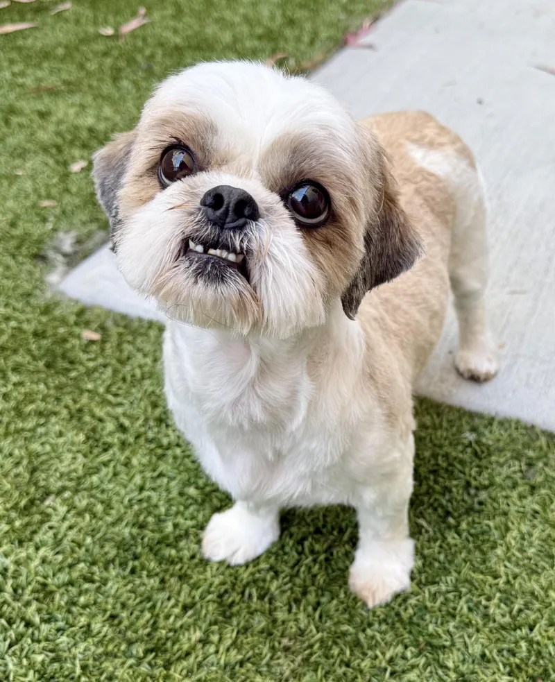An adult small-sized female White / Cream Shih Tzu dog named Tora for adoption in Los Alamitos, CA