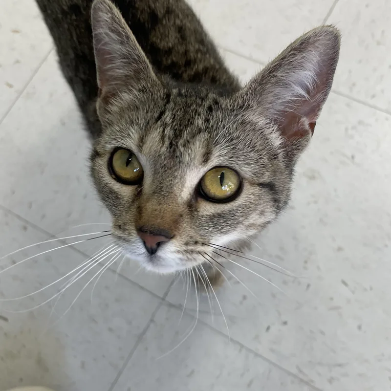 A young medium-sized female Tabby (Brown / Chocolate) Domestic Short Hair cat named Bliss for adoption in Hollister, CA