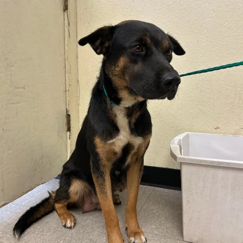 An adult medium-sized female Shepherd dog named Momma Cita for adoption in Bastrop, TX