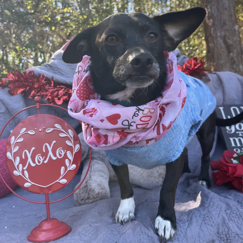 Lynx & Piper thumbnail 2