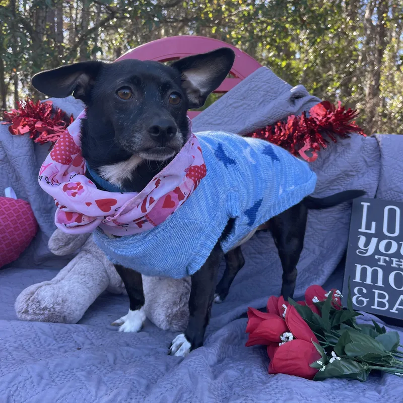 Lynx & Piper thumbnail 4