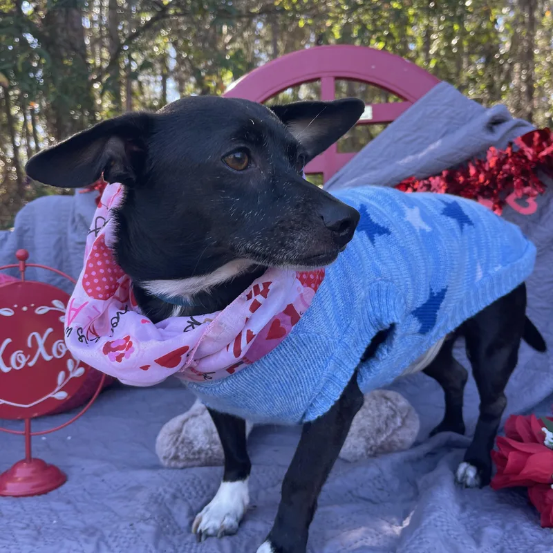 Lynx & Piper thumbnail 5