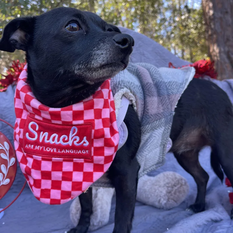 Lynx & Piper thumbnail 6