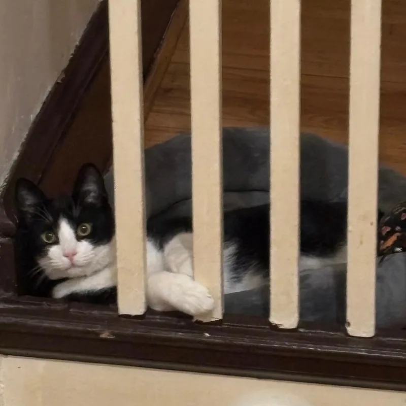 Lotus Kaiser thumbnail 2