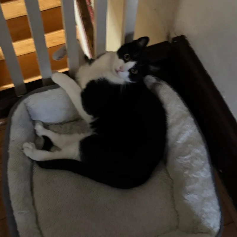 Lotus Kaiser thumbnail 3