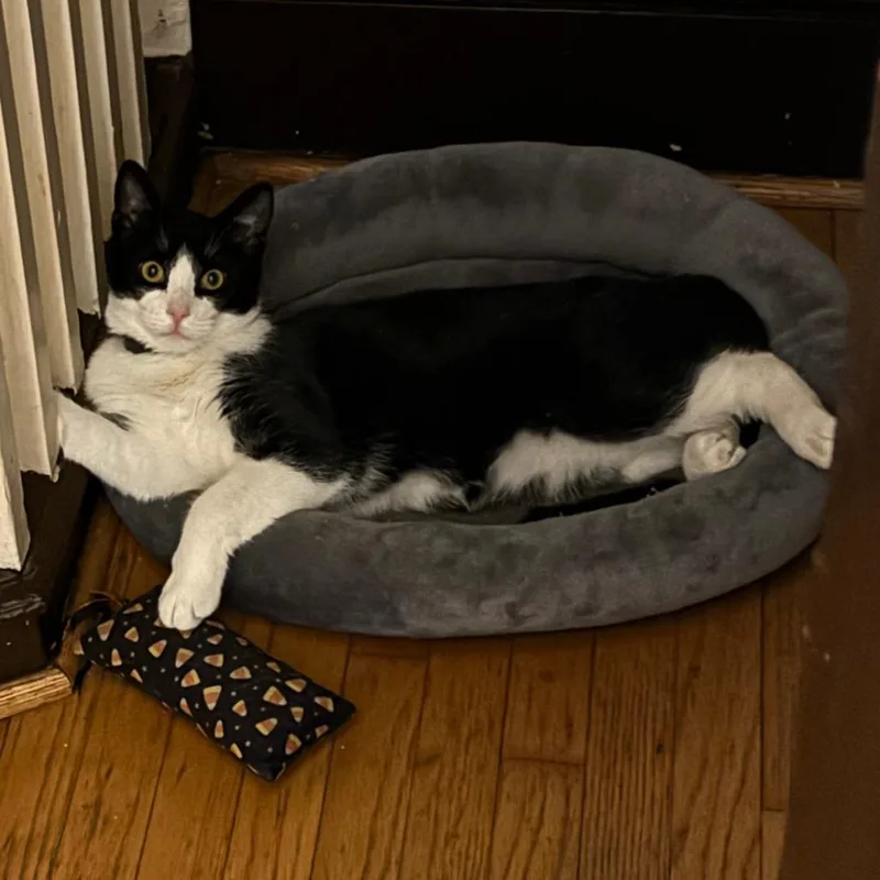 Lotus Kaiser thumbnail 4