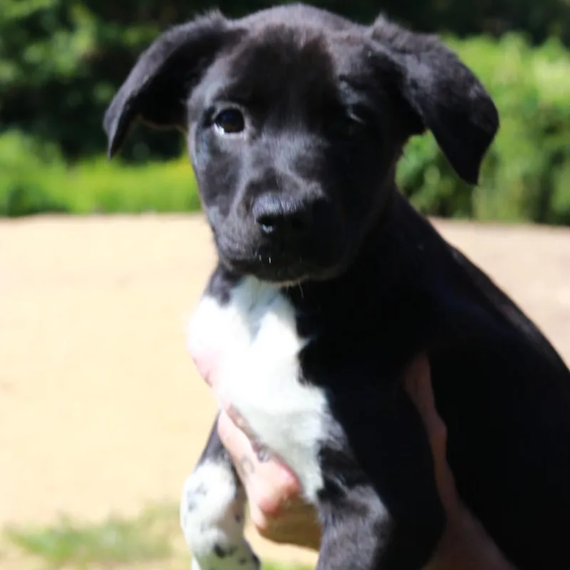 A baby medium-sized male Black Border Collie dog named CT Buck for adoption in Eastford, CT