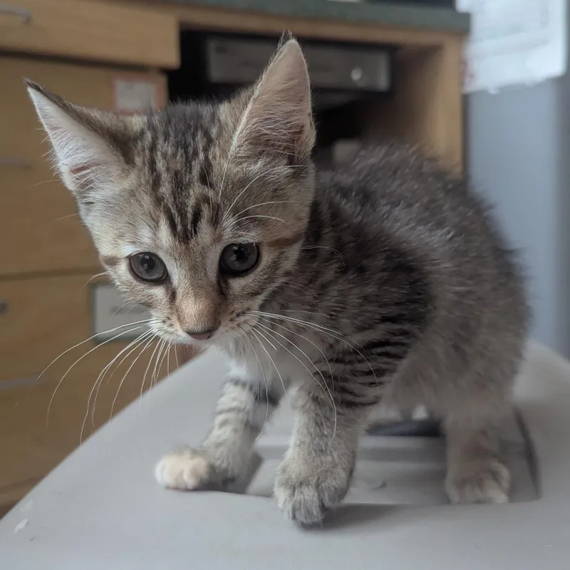 A baby small-sized female Torbie Domestic Short Hair cat named Minuet for adoption in Evansville, IN
